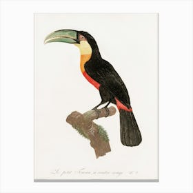 Toucan Canvas Print