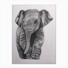 Baby elephant Canvas Print