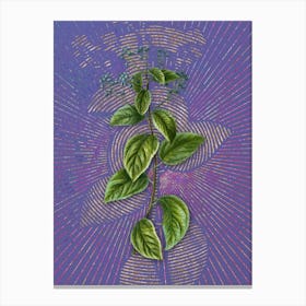 Vintage New Jersey Tea Botanical Illustration on Veri Peri n.0102 Canvas Print