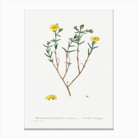 Mesembryanthemum Brachiatum (Three Forked Fig Marigold), Pierre Joseph Redoute Canvas Print