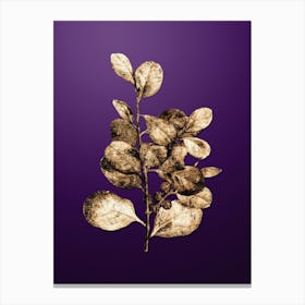 Gold Botanical Lingonberry Evergreen Shrub on Royal Purple n.0705 Canvas Print