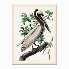 Brown Pelican, Birds Of America, John James Audubon Canvas Print