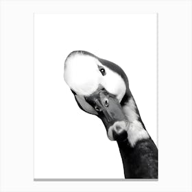 Goose Portrait Print Black White Canvas Print