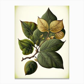 Quince Leaf Vintage Botanical 2 Canvas Print
