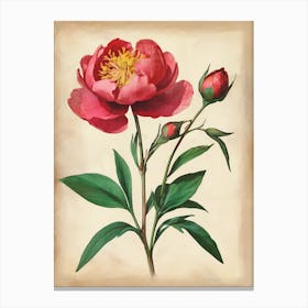 Vintage Of Herbarium Peonies Canvas Print