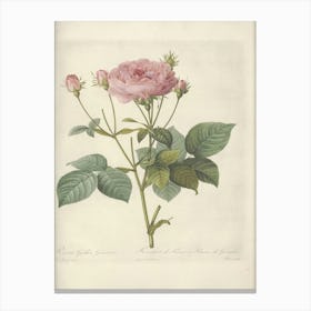 Rose Illustration, Pierre Joseph Redoute (16) 1 Canvas Print
