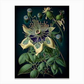 Passion Flower 1 Floral Botanical Vintage Poster Flower Canvas Print