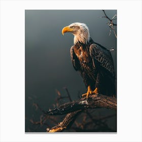 Bald Eagle Canvas Print