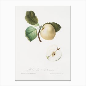 Astracan Apple (Malus Astracanensis) From Pomona Italiana (1817 - 1839), Giorgio Gallesio Canvas Print