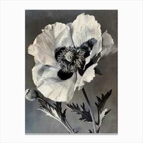 black white wild poppy Canvas Print