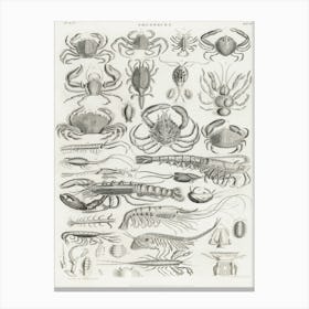 Crustacea, Oliver Goldsmith Canvas Print