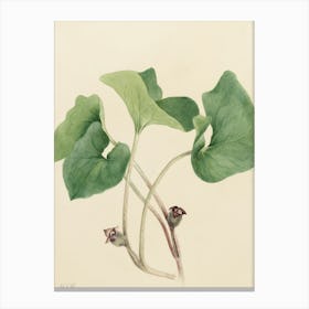 Ginkgo Biloba Canvas Print