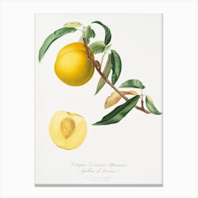 Peach (Prunus Persica) From Pomona Italiana (1817 1839), Giorgio Gallesio 3 Canvas Print