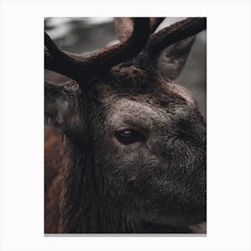 Modern Elk Canvas Print