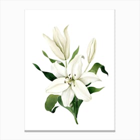 White Lily Canvas Print