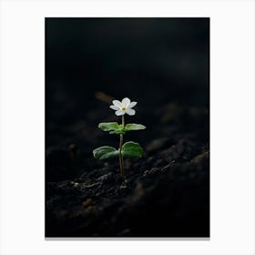 Single White Flower 10 Canvas Print