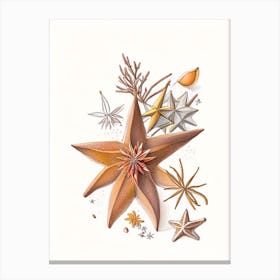 Star Anise Spices And Herbs Pencil Illustration 2 Canvas Print