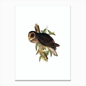 Vintage Sooty Owl Bird Illustration on Pure White n.0440 Canvas Print