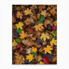 Autumn Leaves Canvas Print