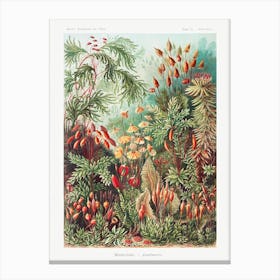 Muscinae–Laubmoose, Ernst Haeckel Canvas Print