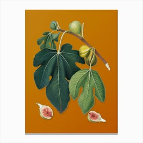 Vintage Fig Botanical on Sunset Orange n.0105 Canvas Print