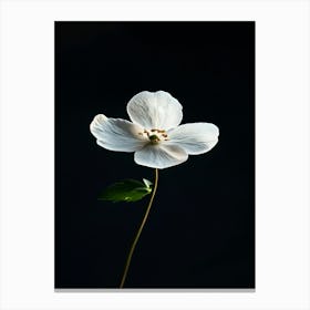 White Flower On A Black Background Canvas Print