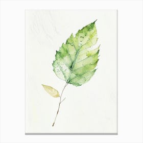 Elm Leaf Minimalist Watercolour 2 Canvas Print