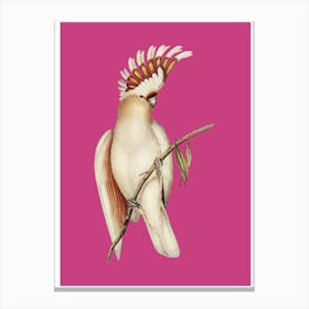 Cockatoo - Bubblegum Canvas Print