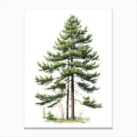 Pine Tree Drawing Canvas Print