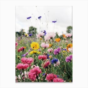 Pink And Blue Cornflowers Canvas Print