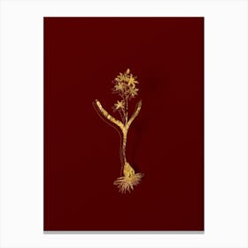 Vintage Alpine Squill Botanical in Gold on Red n.0251 Canvas Print