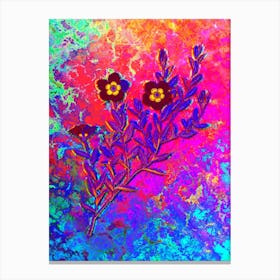 Rosa Persica Botanical in Acid Neon Pink Green and Blue n.0052 Canvas Print