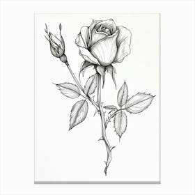 English Rose Black And White Line Drawing 24 Canvas Print