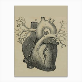 Anatomy Of The Heart Canvas Print