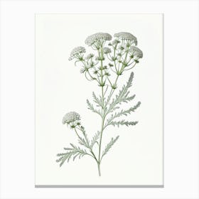 Yarrow Floral Quentin Blake Inspired Illustration Flower Canvas Print