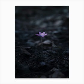 Flower In The Dark 92 Canvas Print