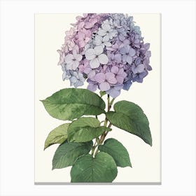 Hydrangea 2 Canvas Print