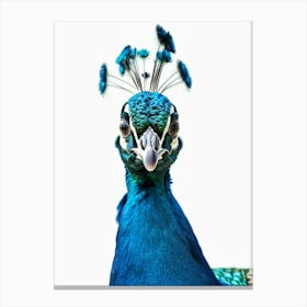 Peacock 15 Canvas Print