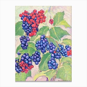 Boysenberry 1 Vintage Sketch Fruit Canvas Print