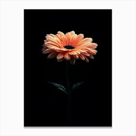 Gerbera Daisy 8 Canvas Print