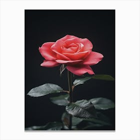 Single Rose On Black Background 8 Canvas Print