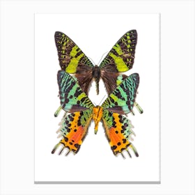 Two Bright Colored Butterflies Canvas Print