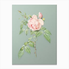 Vintage Fragrant Rosebush Botanical Art on Mint Green n.0857 Canvas Print