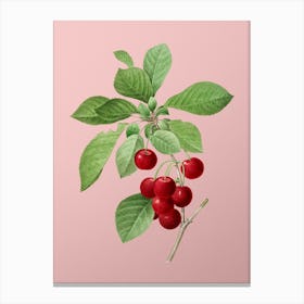 Vintage Cherry Botanical on Soft Pink n.0151 Canvas Print