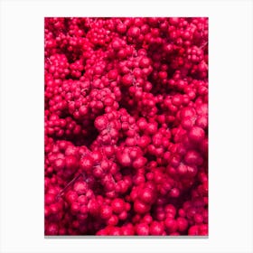 Fruity Pinkness Canvas Print