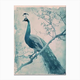 Vintage Blue Tones Peacock Photograph Inspired 1 Canvas Print