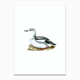Vintage Black Guillemot Bird Illustration on Pure White n.0059 Canvas Print