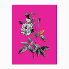 Vintage Common Rose of India Black and White Gold Leaf Floral Art on Hot Pink n.0972 Canvas Print
