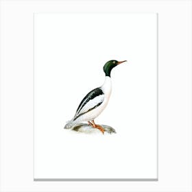 Vintage Common Merganser Bird Illustration on Pure White n.0182 Canvas Print