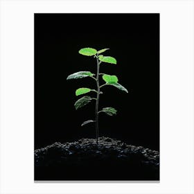 Small Green Plant On Black Background 1 Canvas Print